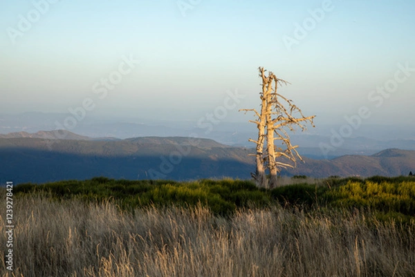 Obraz Stunning mountain landscape with beautiful trees, green grass, and rocky terrain during a breathtaking sunset, showcasing nature's beauty and vibrant colors in a tranquil outdoor setting