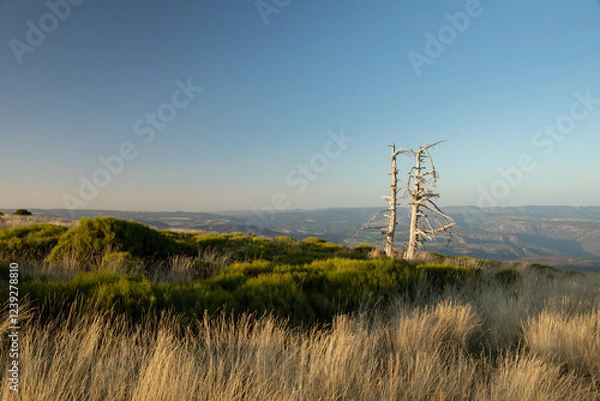 Obraz Stunning mountain landscape with beautiful trees, green grass, and rocky terrain during a breathtaking sunset, showcasing nature's beauty and vibrant colors in a tranquil outdoor setting