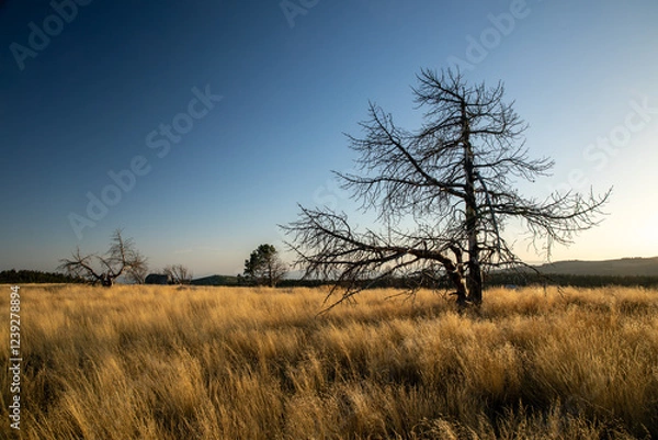 Obraz Stunning mountain landscape with beautiful trees, green grass, and rocky terrain during a breathtaking sunset, showcasing nature's beauty and vibrant colors in a tranquil outdoor setting