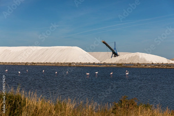 Obraz Heap of white salt in the Saltworks of Aigues-Mortes wihl pink flamingo birds, south France, Europe