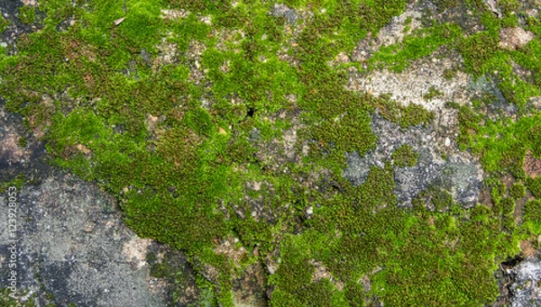 Obraz Beautiful moss and lichen covered stone. Bright green moss Backg