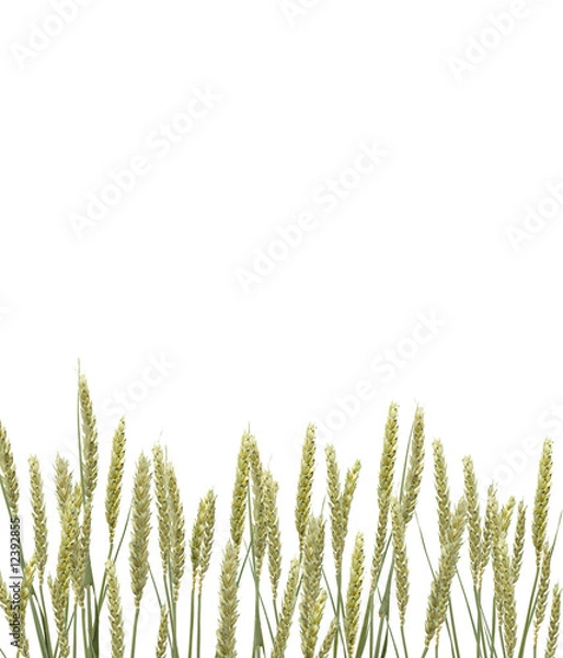 Obraz Weizenähren auf Weiss