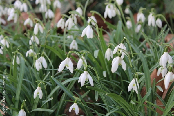 Obraz white crocus flowers