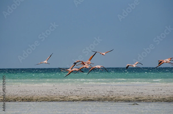 Fototapeta Flamingos flying over the beach in Holbox