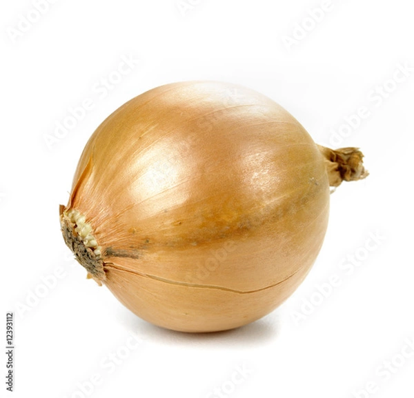 Obraz onion from the side