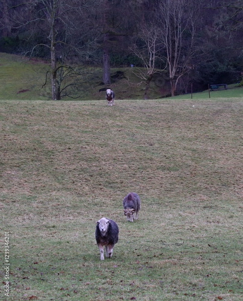 Fototapeta Three Herdwick Sheep moving down a pasture towards the camera.