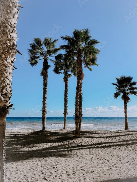 Obraz palm tree on the beach