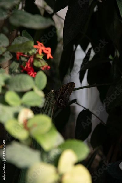 Obraz butterfly in the leaves
