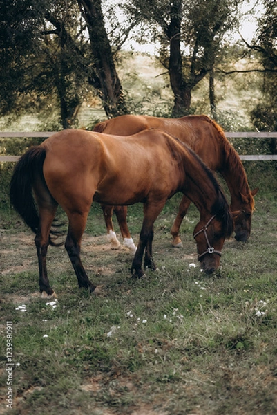 Obraz horses in the field