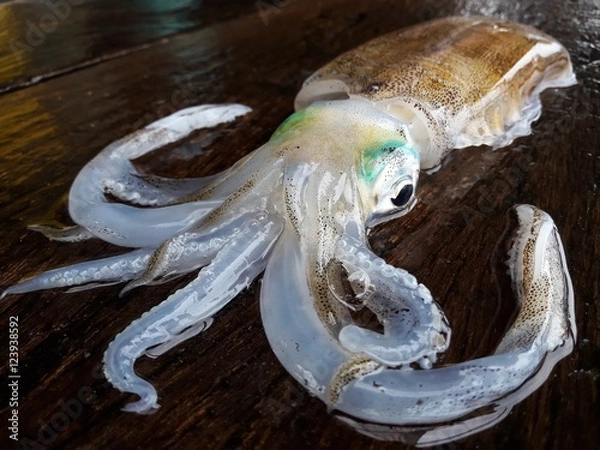 Obraz Bigfin reef squid, Soft cuttlefish,squid closeup