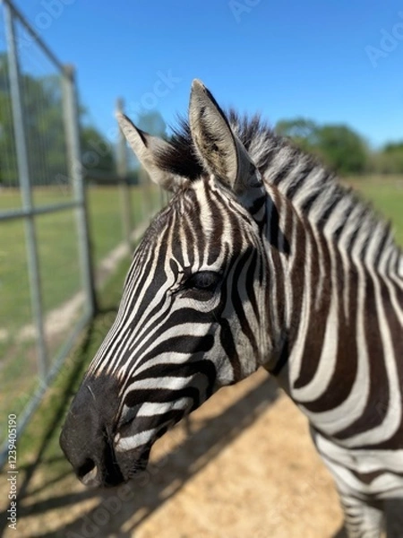 Fototapeta Zebra portrait 