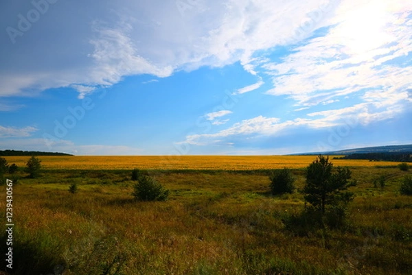 Fototapeta A country road with sprouted grass, stretching towards the horizon with a blue sky.
