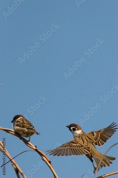 Obraz 飛び立つスズメ