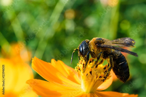 Obraz 花粉を集めるハキリバチ