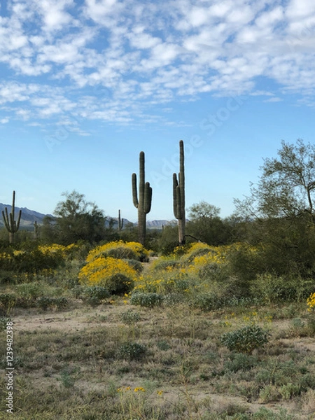 Fototapeta cactus in the desert