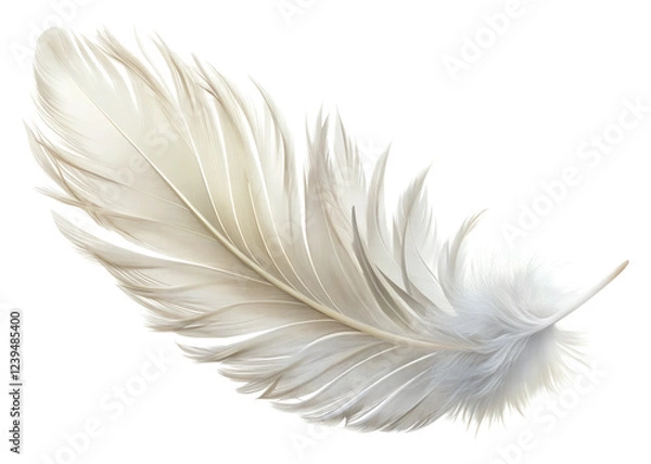 Obraz white feather isolated on white