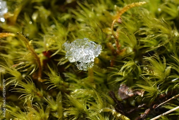 Obraz Cristaux de glace dans un écrin de verdure