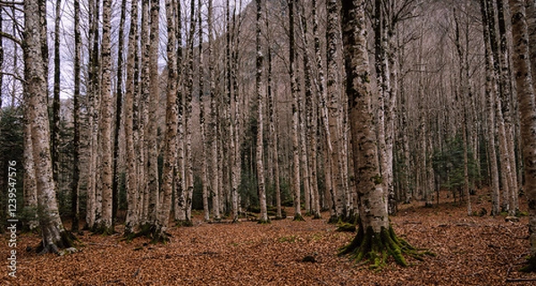 Obraz Panoramic view of forests and rivers, Ordesa National Park and Monte Perdido.