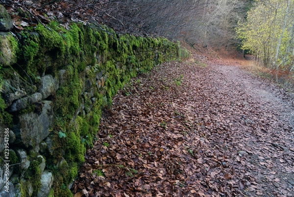 Obraz Panoramic view of forests and rivers, Ordesa National Park and Monte Perdido.