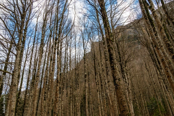 Obraz Panoramic view of forests and rivers, Ordesa National Park and Monte Perdido.