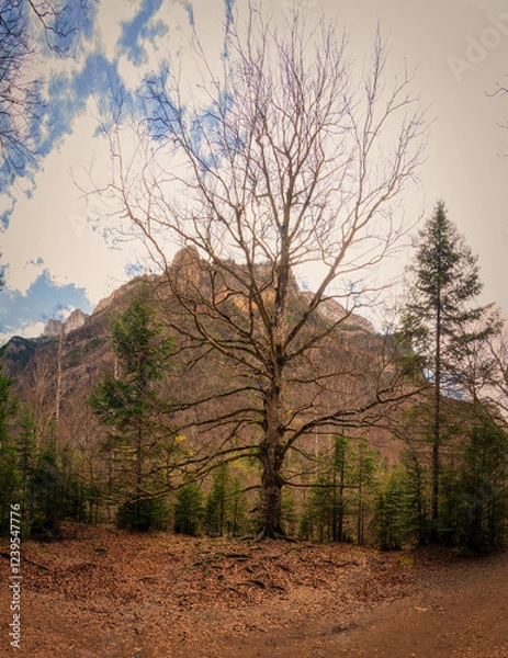 Obraz Panoramic view of forests and rivers, Ordesa National Park and Monte Perdido.