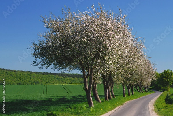 Obraz Apfelbäume im Mai