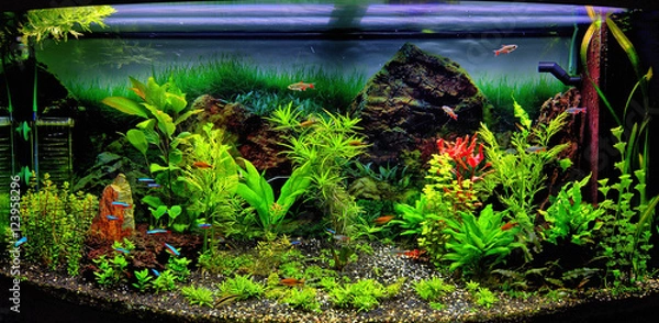 Obraz Aquarium tropical