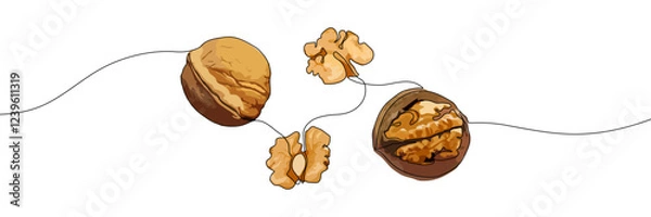 Fototapeta Hand-drawn walnuts and walnut kernels connected by a continuous line on a transparent background. Nut illustration for food and healthy eating concept