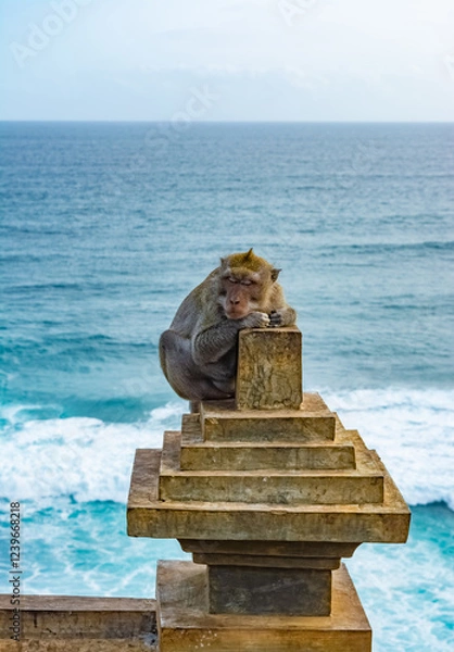 Fototapeta A monkey in Uluwatu Monkey Forest, Badung, Bali