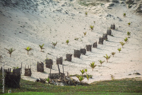 Obraz Sustainable palm tree reforestation in sandy dunes