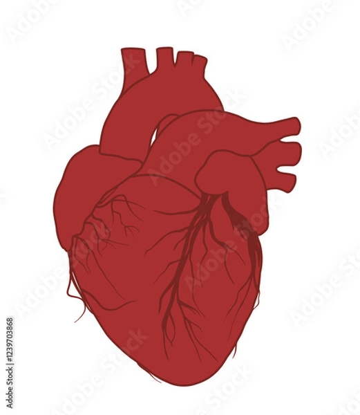 Fototapeta Illustration of the Human Heart in engraving technique with star rays. including labels for all the main structures. Hand drawn line art for tattoo, tee shirt and print design. Vector Illustration.