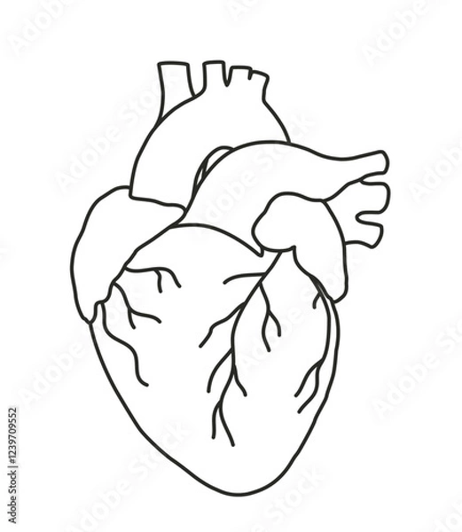 Fototapeta Illustration of the Human Heart in engraving technique with star rays. including labels for all the main structures. Hand drawn line art for tattoo, tee shirt and print design. Vector Illustration.