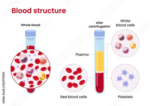 Fototapeta Vector diagram of blood composition. Educational illustration	