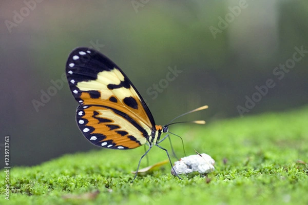 Obraz Brazilian butterfly sighted in Atlantic Rainforest