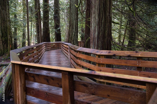 Fototapeta wooden bridge on forest trail in BC