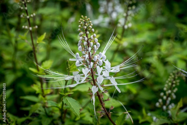 Obraz Cat's Whiskers