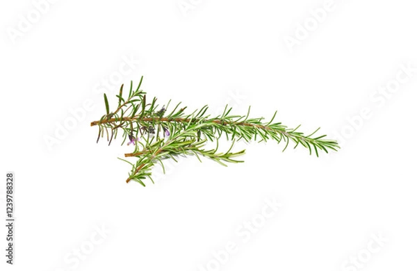 Fototapeta Rosemary sprig flowering isolated on white background. Aromatic evergreen shrub