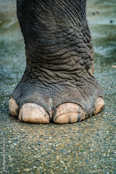 Obraz Elephant foot