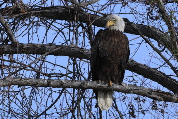 Obraz INJURED BALD EAGLE IN A TREE