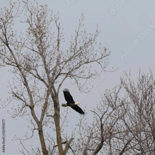 Fototapeta Bald Eagle Flying