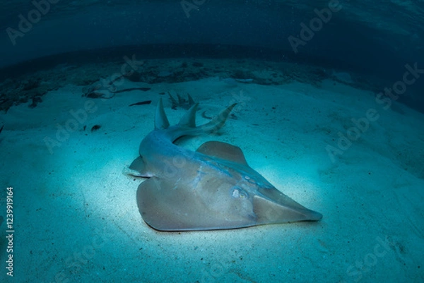 Fototapeta A close-up underwater shot of a shovelnose ray resting on the sandy seabed, showcasing its unique features in the clear waters of Lady Elliot Island, Australia.