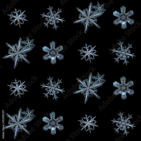Fototapeta Snowflakes isolated on black background. This is collection of real snowflake macro photos (large stellar dendrite snow crystals with complex inner patterns), arranged in square grid.
