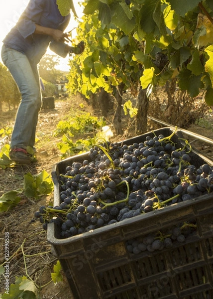 Fototapeta A grape picker harvesting wine grapes early in the morning