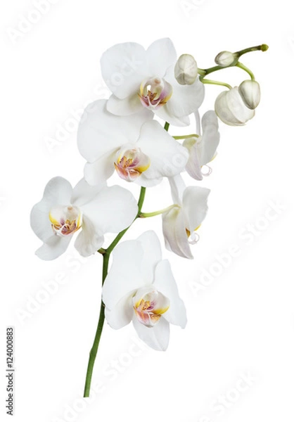 Obraz Biały kwiat orchidei