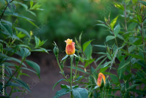 Fototapeta Bud of a red-yellow rose with some greenery on a flowerbed in summer