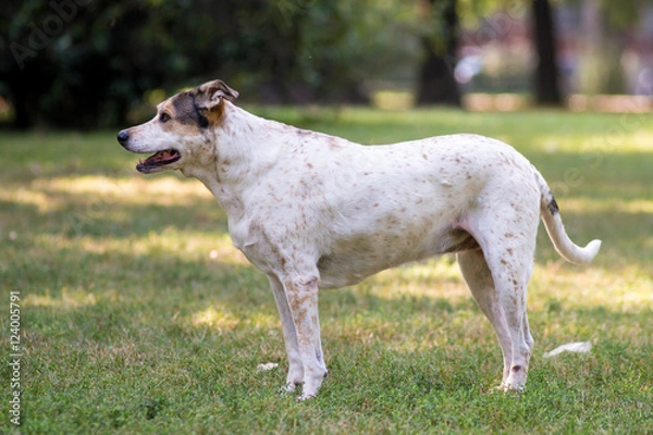 Obraz Cane libero al parco