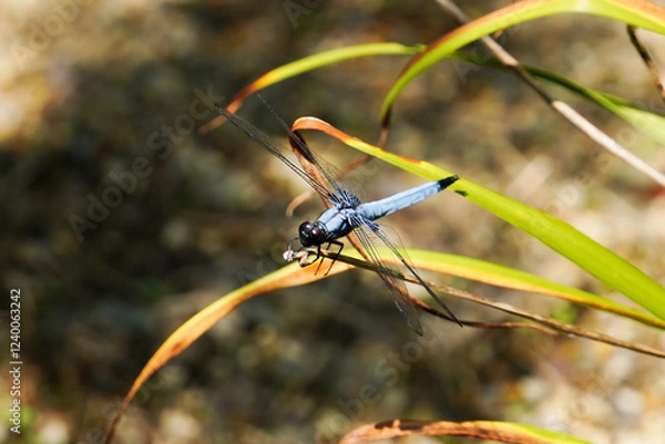 Obraz 葉っぱに止まるシオカラトンボ