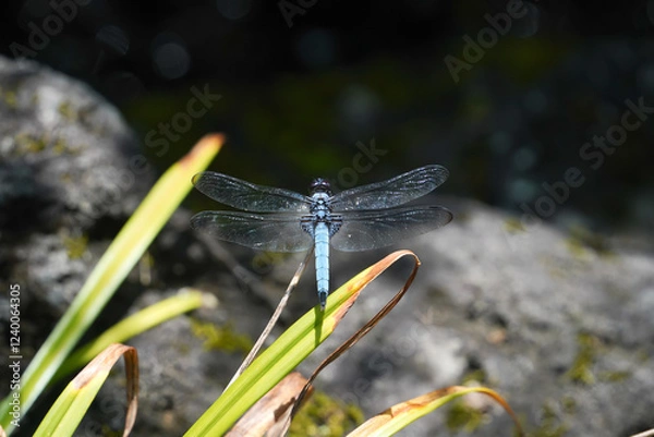 Obraz 葉っぱに止まるシオカラトンボ