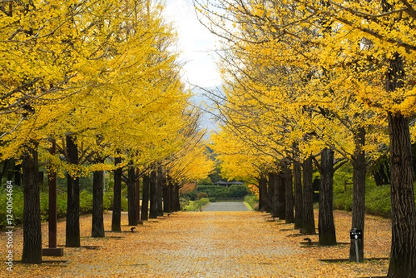 Obraz 福島県あずま総合運動公園のイチョウ並木