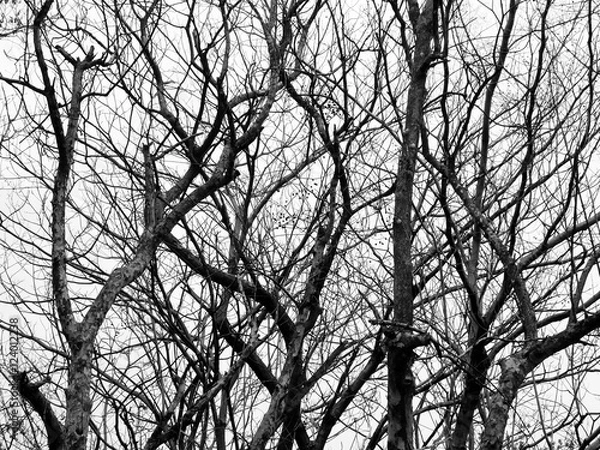 Fototapeta dry tree silhouette